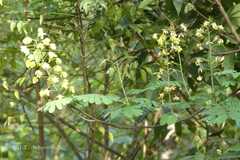 Caesalpinia decapetala
